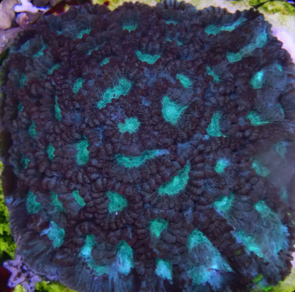 JF Crazy Rim Favia (pre-order)