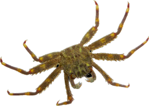 Sally Lightfoot Crab