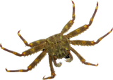 Sally Lightfoot Crab