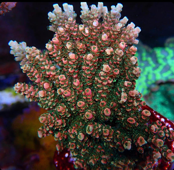 WMF Jimmy Bean Acropora (pre-order)