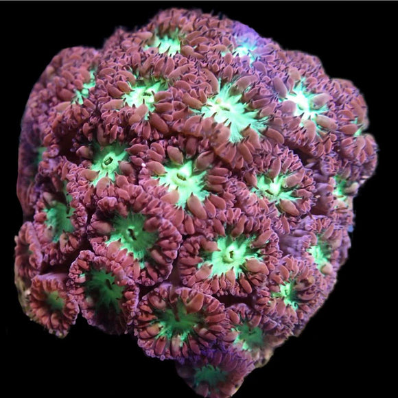 Red and green Blastomussa Merletti (pre-order)