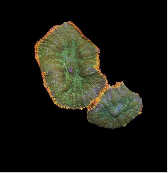 Gold Rim Rhodactis (pre-order)