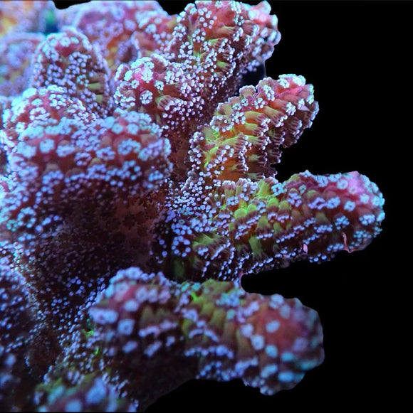 Bugout Stylophora (pre-order)