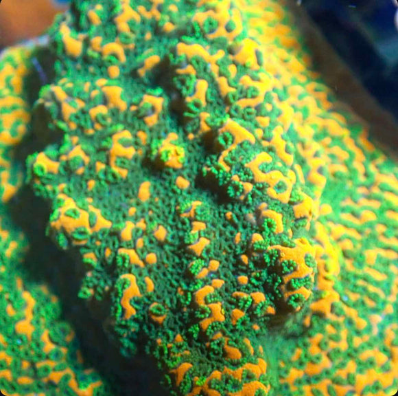Sunset Montipora (pre-order)