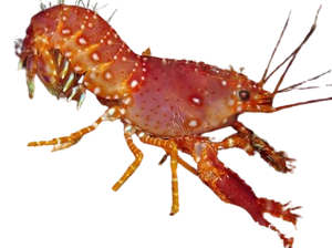 Red Reef Lobster LG