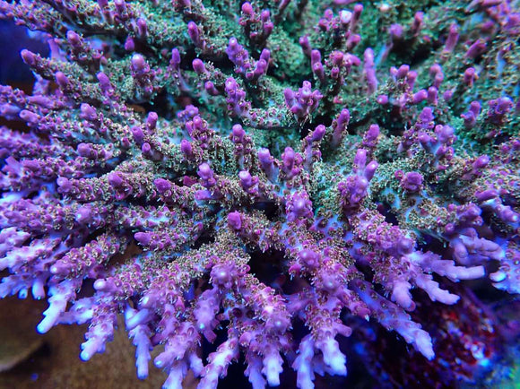 RW Confetti Acropora (pre-order)
