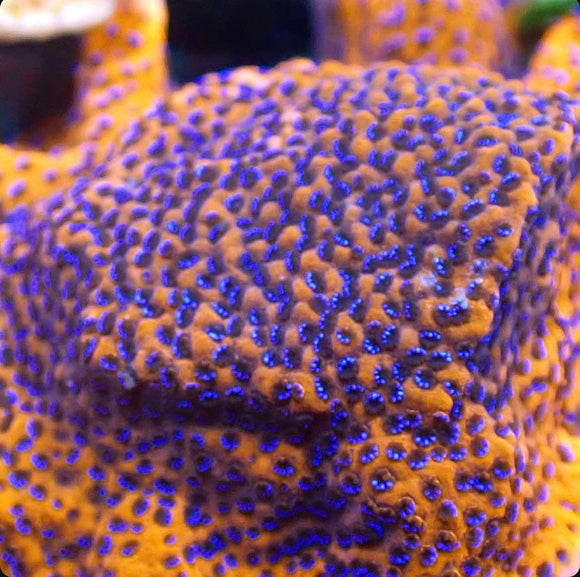 Mystic Montipora (pre-order)