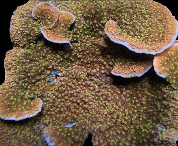 Starburst Montipora (pre-order)