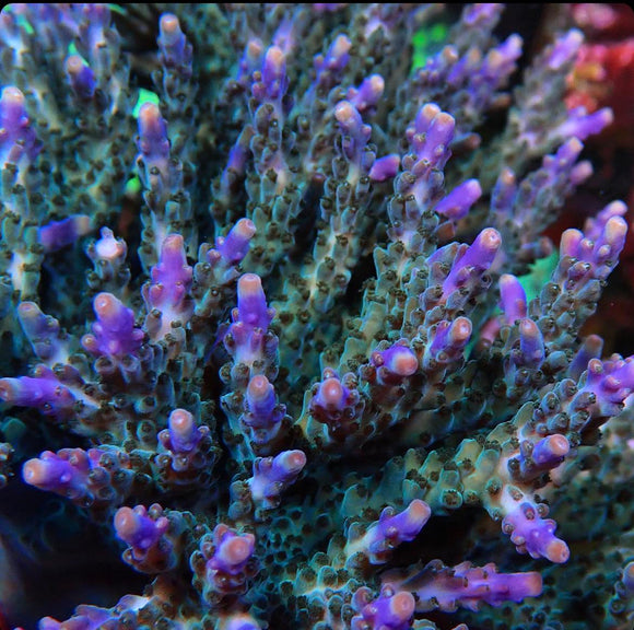 Tricolour Valida (pre-order)