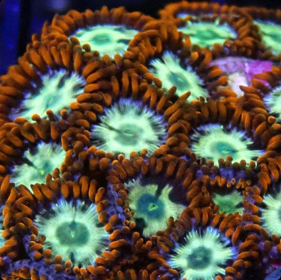 Alpha and Omega Zoa (pre-order)