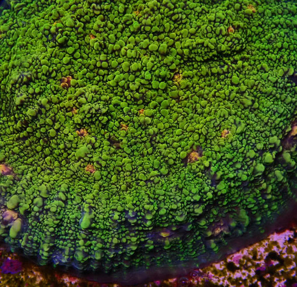 TMNT Chalice (Pre-order)