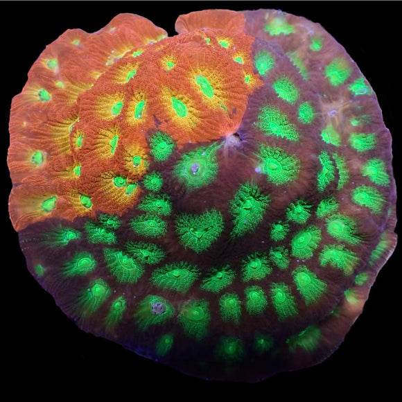 Mighty Max Grafted Favia (pre-order)