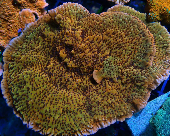 RR Nauti Spiral Montipora (pre-order )