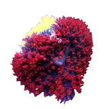 Saint Thomas Mushroom