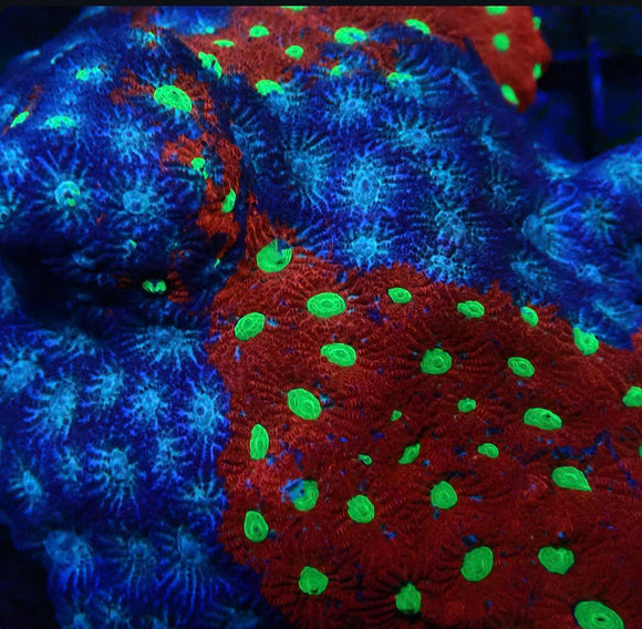 Red and Blue War Coral Favites (pre-order)