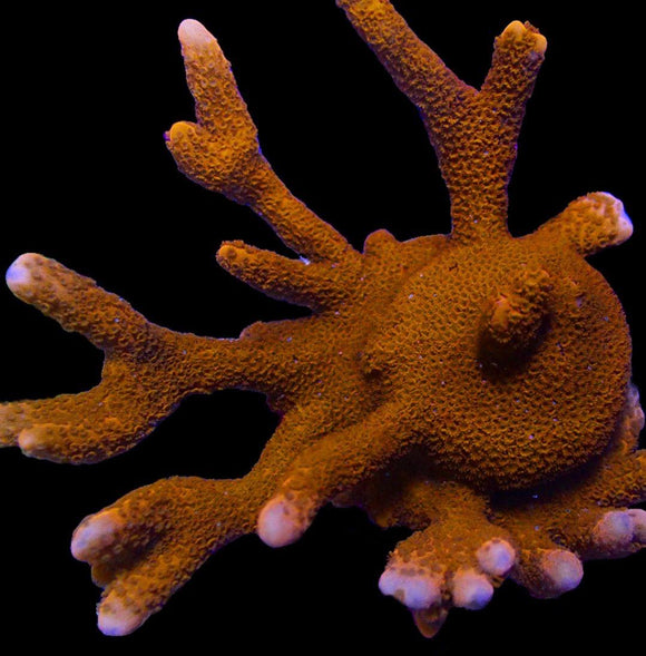Red Montipora Digitata (pre-order)