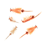 Live Adult Brine Shrimp