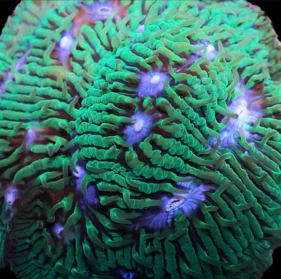 Green w/ Blue Mouth Lithophyton (pre-order )