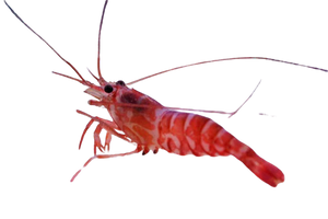 Striped Pacific Peppermint Shrimp