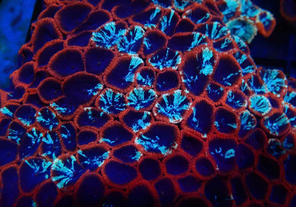 Red and purple favia (pre-order)