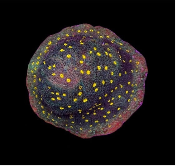 Pumpkin Patch Psammacora (pre-order)