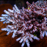CBS Burning Embers Smoothskin Acropora (pre-order)
