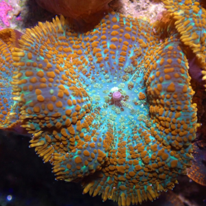 Forest Fire Rhodactis (pre-order)