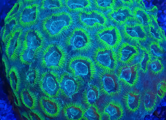 Blue with lime green/yellow Favia (pre-order)