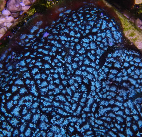 Mr. Freeze Leptoseris (pre-order)