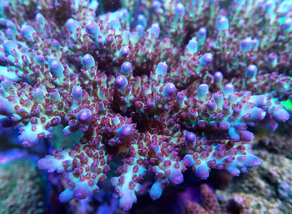 Vivid’s Delight Acropora (pre-order)