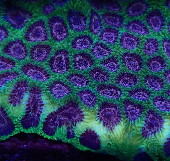 Green with glittering purple mouths Favia (pre-order)