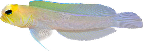 Pearly Jawfish (Arrived Oct 21)