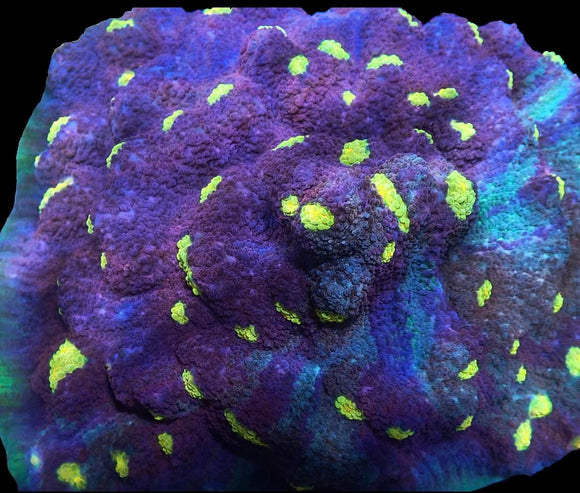 Two-face Chalice (pre-order)