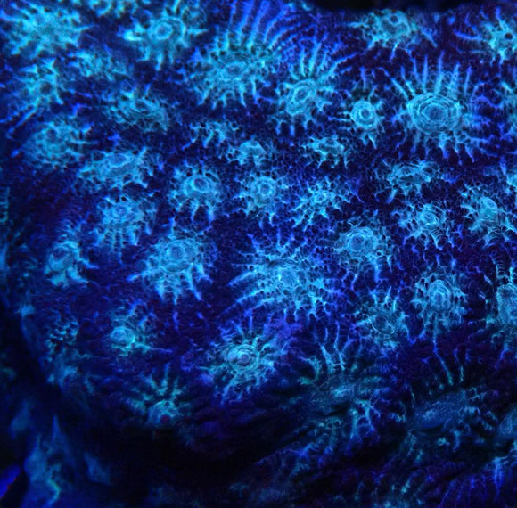 Blue War Coral Favites (pre-order)