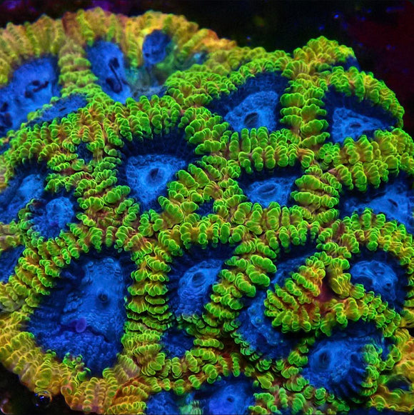 Favia of the Gods (pre-order)