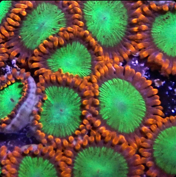 Goblins on Fire Zoa (pre-order)