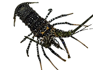 Spanish Lobster
