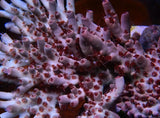CBS Burning Embers Smoothskin Acropora (pre-order)