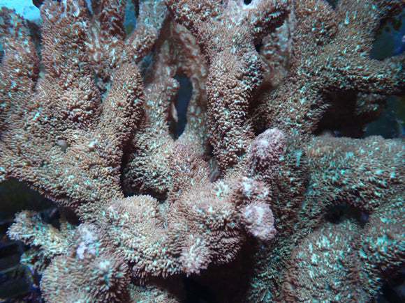 Teal Branching Hydnophora (pre-order)