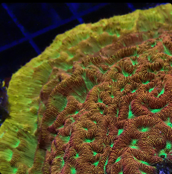 Jack-O-Lantern Leptoseris (pre-order)