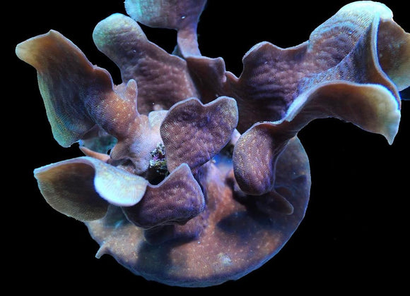 Branching/Fan Pavona