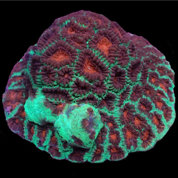 Christmas Favia (pre-order)