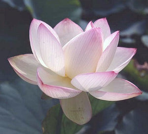 Chawan Basu – Nelumbo ‘Chawan Basu’