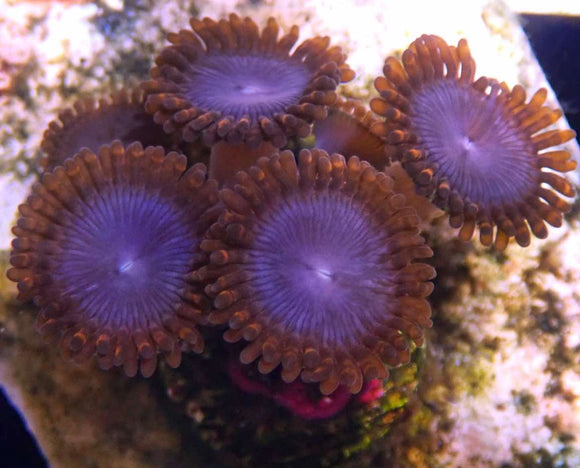 RR Spiderman Palythoa (pre-order )