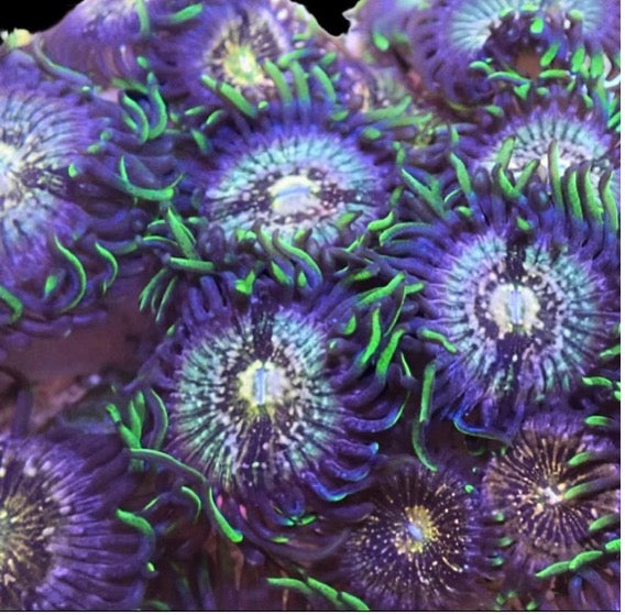 Nirvana Palythoa (pre-order)