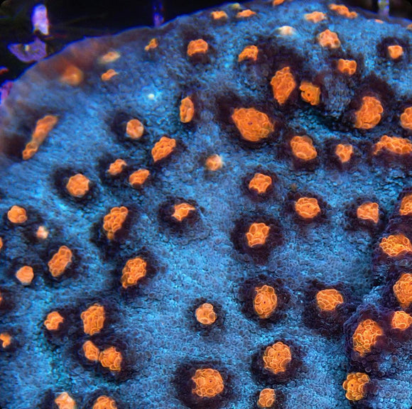 Teal with orange mouths chalice (pre-order)