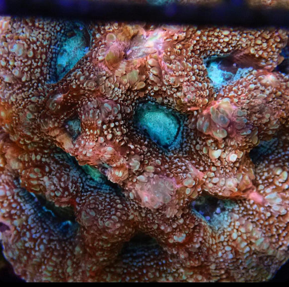 Pink with teal mouths Bowerbanki (pre-order)