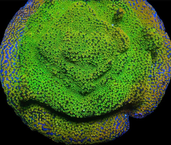 Rainbow Montipora (pre-order)