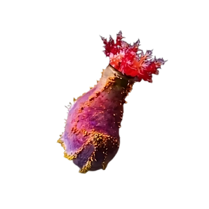 Sea Apple