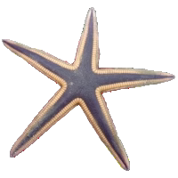 Beaded Sand Sifting Star( XLG Show Size)